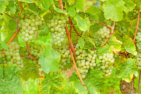 小道消息摄影照片_葡萄园里成熟的葡萄