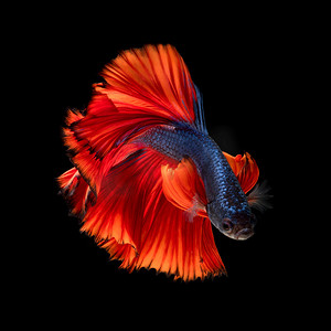 色彩缤纷的斗鱼，黑色背景中孤立的运动中的暹罗斗鱼