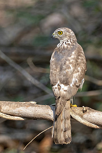 自然背景下的 Shikra 鸟 (Accipiter badius) 的图像。