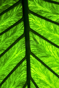 斑点花摄影照片_抽象叶和他的静脉背景 4 绿色黑色