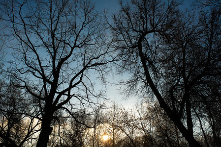 太阳在天空和树枝背景。