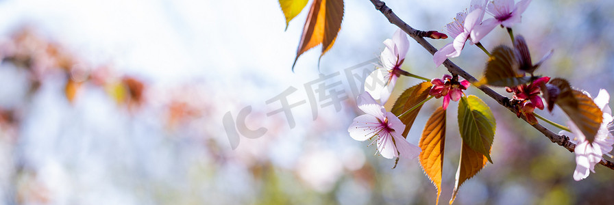 春天阳光明媚的日子里，樱花与白色的花瓣。粉红色樱花树枝的特写。