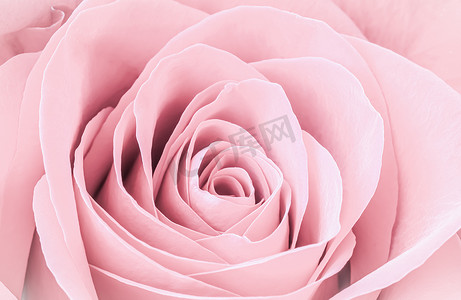 淡粉色玫瑰花瓣。
