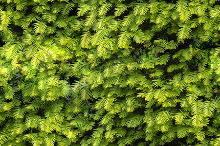 红豆杉常绿树篱特写的无缝背景