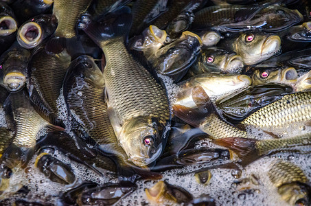 受污染的池塘摄影照片_桶中来自养鱼场的鲤鱼幼鱼被运输到水库中释放