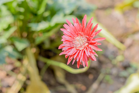 阳光下的巴伯顿雏菊非洲菊。 