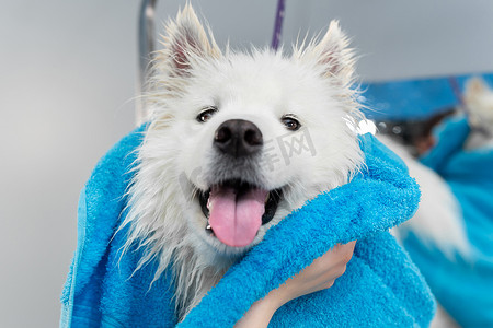 女美容师洗完澡后用毛巾给萨摩耶犬擦手的特写