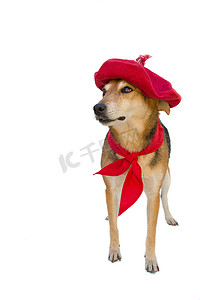 戴着贝雷帽和红色头巾的杂种狗的肖像。