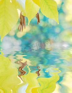 秋季背景，黄叶反射在水中