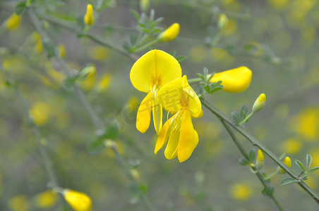 Cytisus 属的森林苞片的黄色花朵和叶子。