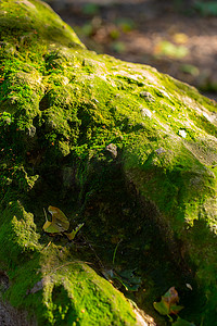 森林里覆盖着绿色青苔的石头