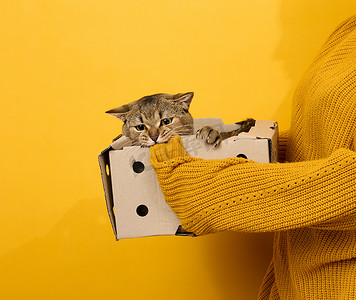 有趣纸盒摄影照片_身穿橙色毛衣的女人将一只成年苏格兰直猫放在黄色背景的纸盒里
