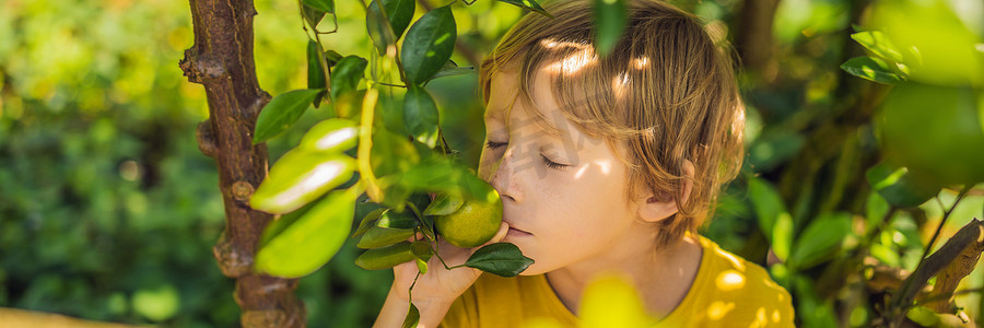 长摄影照片_花园里可爱的男孩收集橘子横幅，长格式