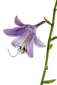 玉簪 (funkia) 的紫色花，隔离在白色背景上