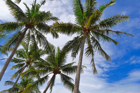 马来西亚沙巴丹绒阿鲁海滩的棕榈树映衬着蓝天。