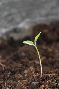 泥土的种子摄影照片_从泥土中生长出来的新生命生长幼苗