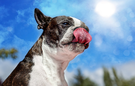 狗舔舌头摄影照片_波士顿梗犬在阳光明媚的日子里舔排骨