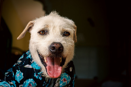 狗穿着夏季花卉纽扣衬衫