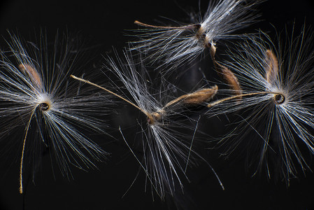 明亮的天竺葵种子，有着蓬松的毛发和螺旋状的身体，倒映在黑色有机玻璃中。