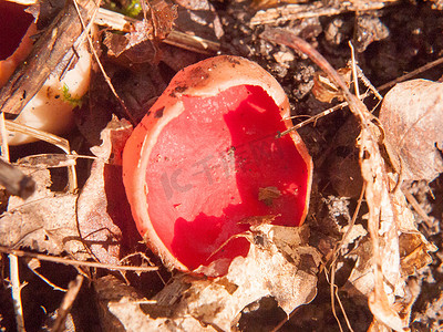 蘑菇森林地面猩红色精灵杯红色的特写