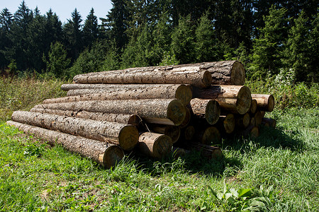 森林公路附近的木头堆