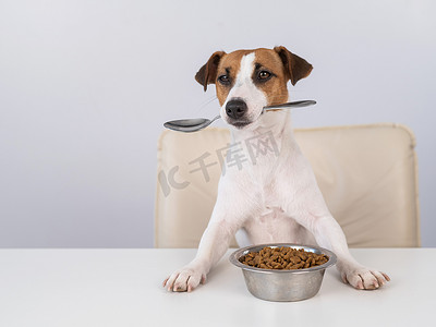狗狗吃东西摄影照片_杰克罗素梗犬坐在餐桌旁，手里拿着一碗干粮，嘴里叼着一把勺子。
