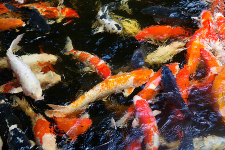 烫金色锦鲤摄影照片_色彩缤纷的锦鲤鱼群在池塘里游泳
