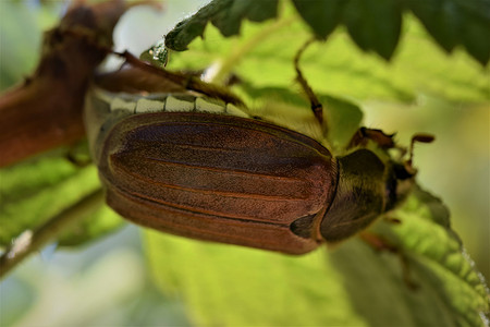 一只五月甲虫坐在覆盆子叶下