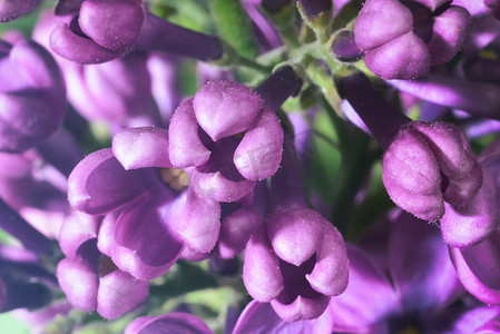 花蕾摄影照片_丁香花蕾