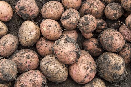 田间鲜马铃薯大丰收、种植有机蔬菜和农业的概念
