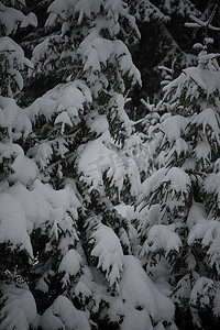 圣诞常青松树覆盖着新鲜的雪