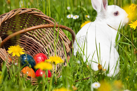 戴墨镜的兔子摄影照片_在草甸的复活节兔子有篮子和鸡蛋的