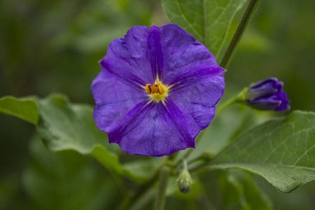 照片紫罗兰花与绿色渐变背景