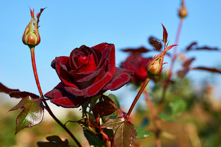 阳光明媚的绿日里，红玫瑰与黑魔法家族的幼芽