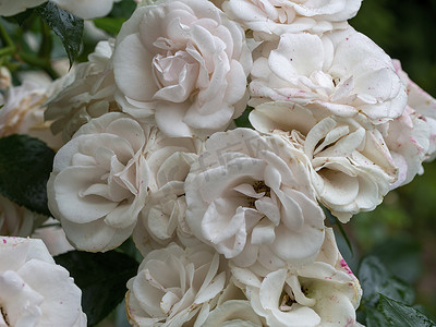 夏末美丽枯萎的白玫瑰