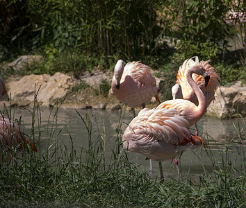 人工池塘中的粉红色火烈鸟群