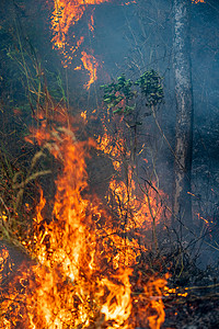 森林火灾是人为引发的火灾