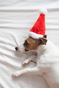 白床单摄影照片_戴着圣诞老人帽子的杰克罗素梗犬躺在一张白床单上。