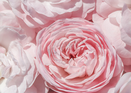 软焦点，抽象花卉背景，淡粉色玫瑰。
