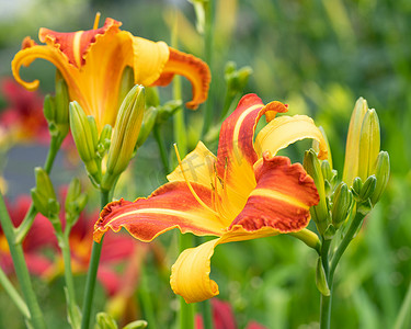 黄花菜、萱草