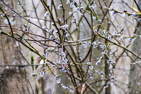 春天杨柳摄影照片_春天森林里开花的柳树的嫩枝