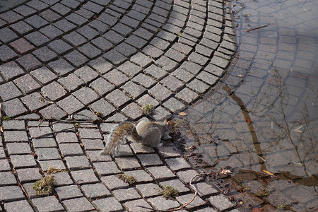 从上面摄影照片_灰松鼠从上面在喷泉饮用水的铺路上