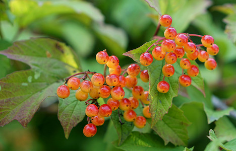 英国树篱中的 Guelder Rose (Viburnum Opulus) 浆果