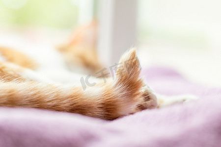 红白相间的小猫睡在紫罗兰色的毯子上