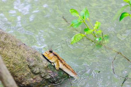 红树林中的麝香两栖鱼。泰国