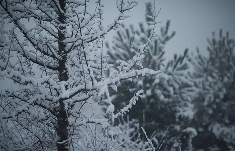 圣诞常青松树覆盖着新鲜的雪