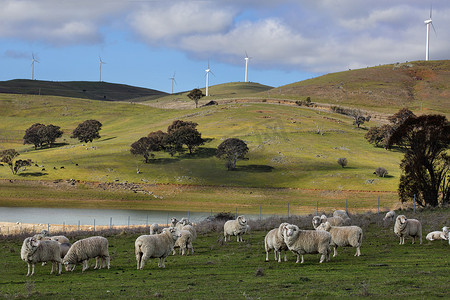 新南威尔士州中西部卡科尔 (Carcoar) 的羊群放牧