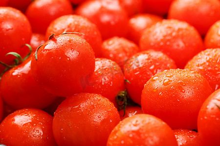 成熟的红番茄，带着露珠。