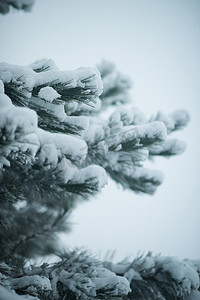 圣诞树木摄影照片_圣诞常青松树覆盖着新鲜的雪