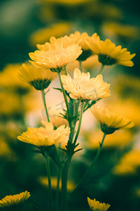 黄菊花是吉祥之花